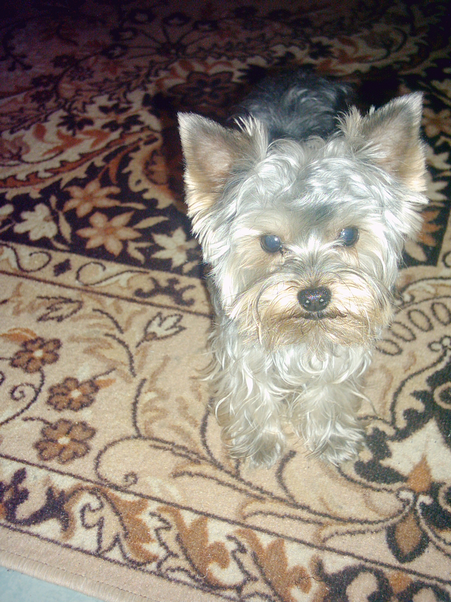 PIC00006.JPG